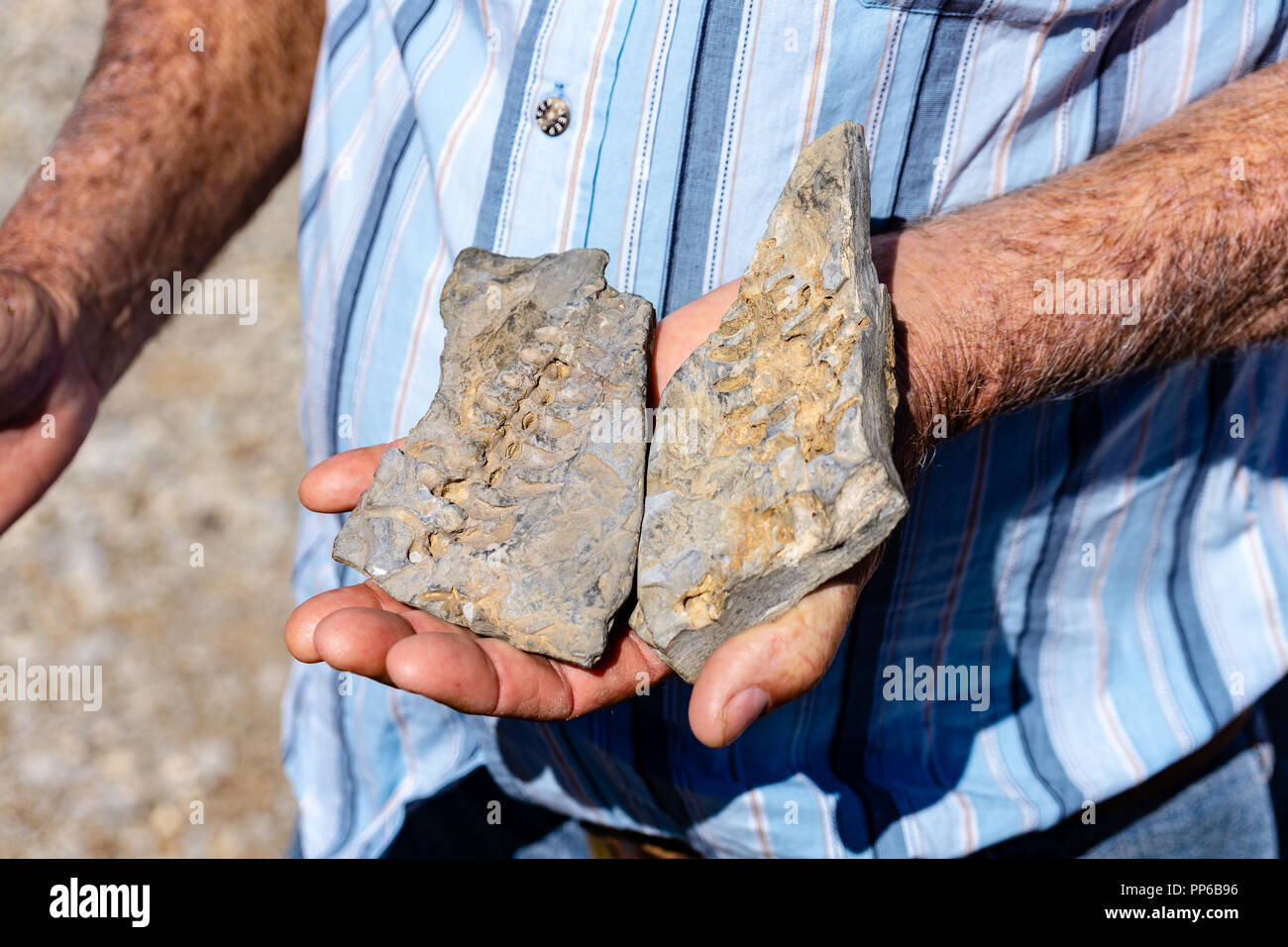 Fossile de dinosaure part namibie homme d'été Banque D'Images