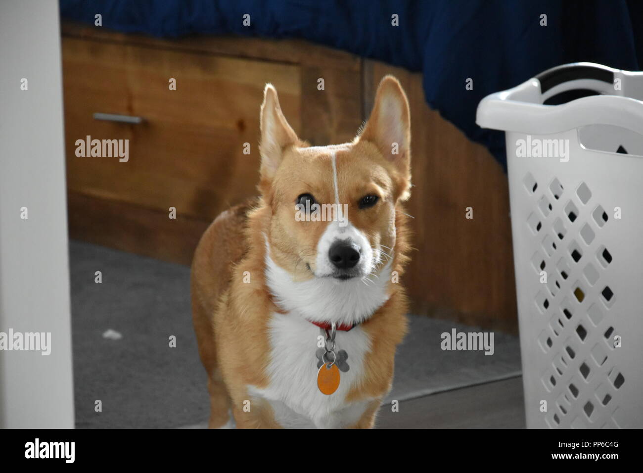 Un sable rouge Pembroke Welsh Corgi Banque D'Images