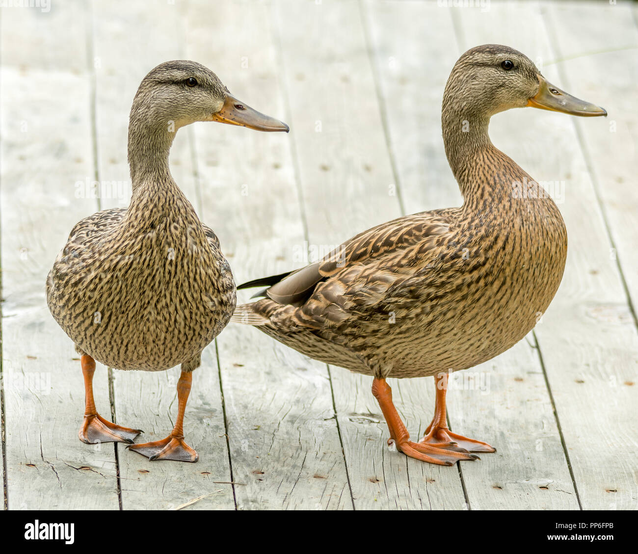 Beaux jumeaux, les jeunes Canards colverts sur un quai, Lamarche, Québec, Canada Banque D'Images