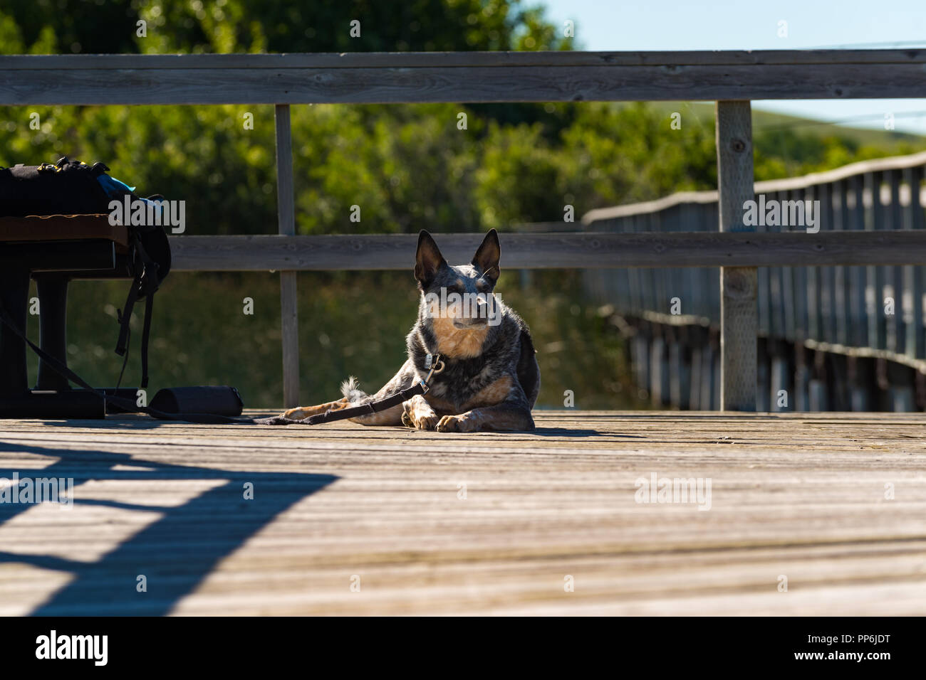 Lazy Dog la sieste au soleil sur un chien de pêche sur un lac des Prairies Banque D'Images