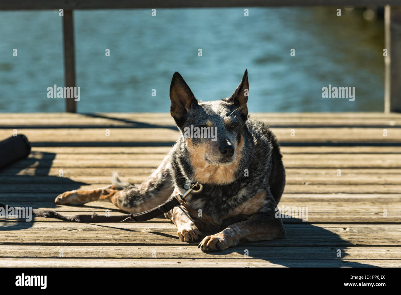 Lazy Dog la sieste au soleil sur un chien de pêche sur un lac des Prairies Banque D'Images