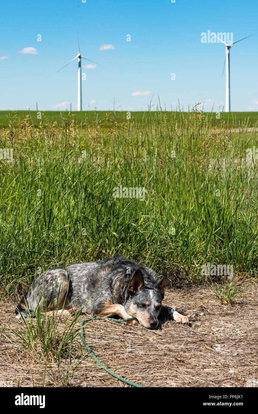 Chien de ferme paresseux la sieste au soleil sur une chaude journée d'été avec des moulins à vent à l'arrière-plan Banque D'Images