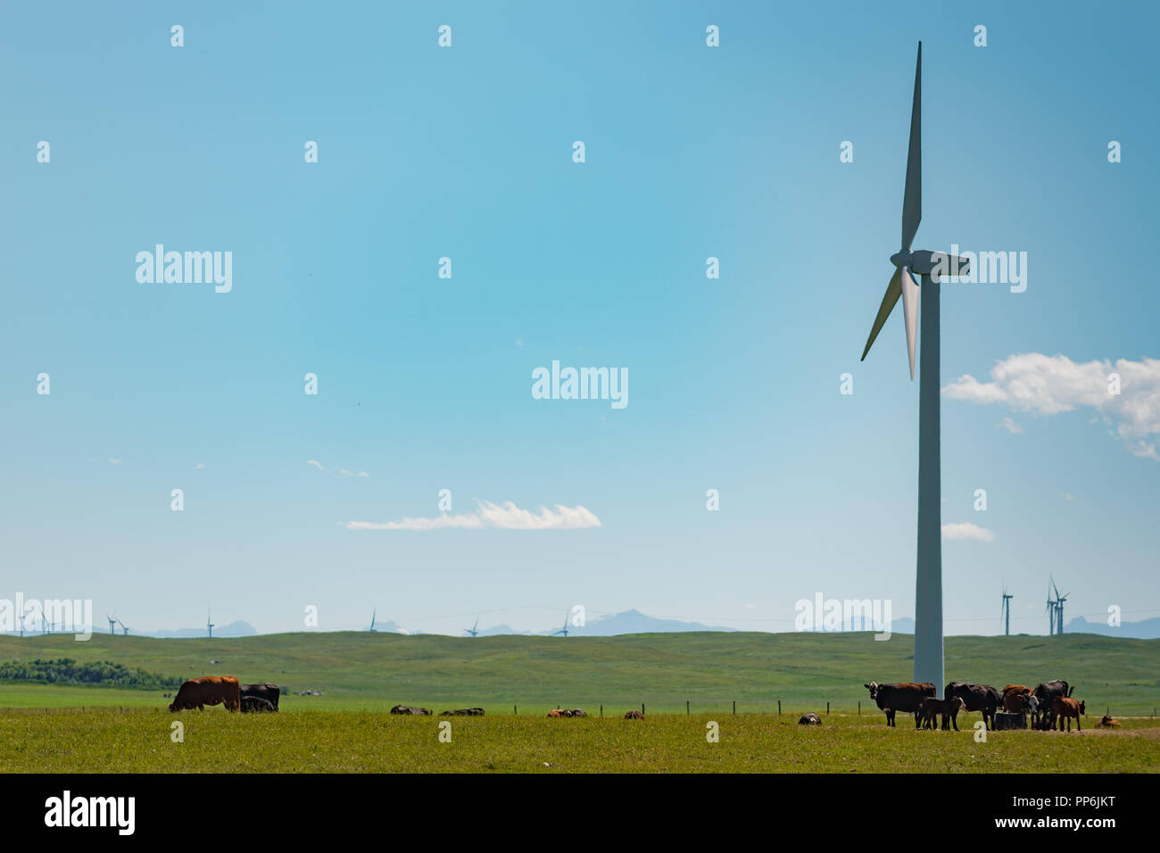 Le pâturage des bovins dans un pâturage à l'ombre d'un windmill farm dans les contreforts des Rocheuses, en Alberta, Canada. Banque D'Images Le pâturage des bovins dans un pâturage à l'ombre d'un windmill farm dans les contreforts des Rocheuses, en Alberta, Canada. Banque D'Images
