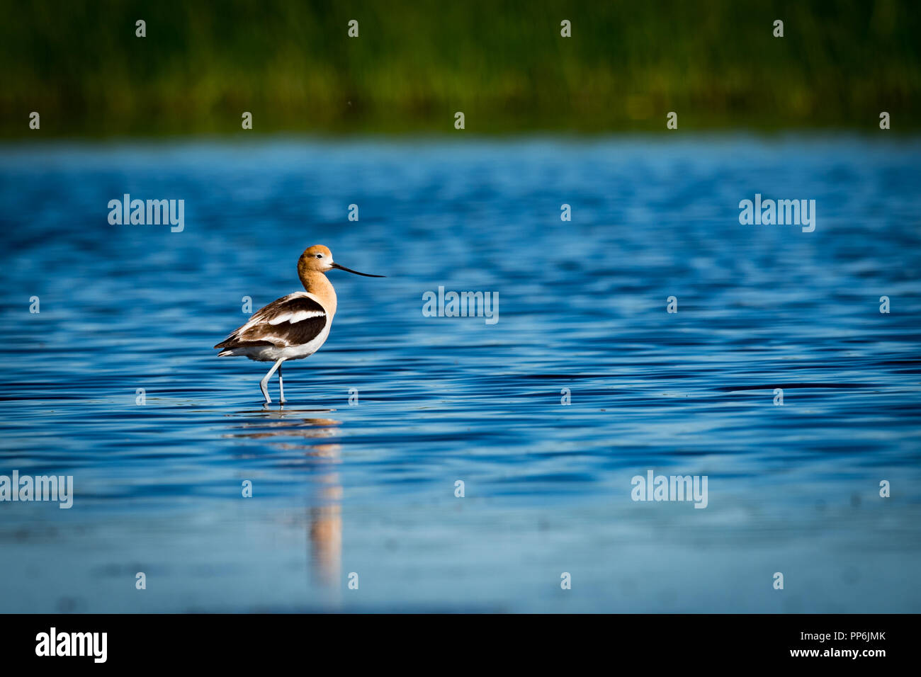 L'Avocette d'alimentation dans un milieu humide de prairie Banque D'Images