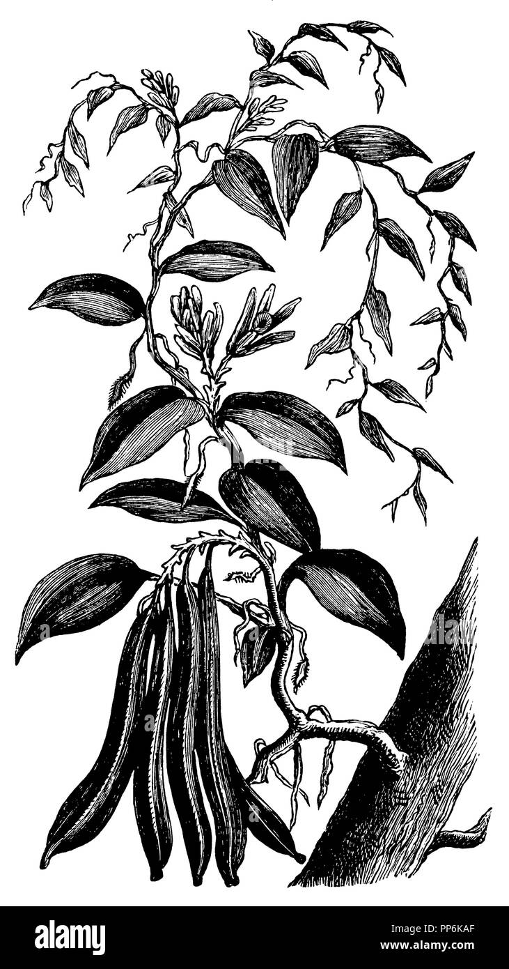 <Vanille Vanilla planifolia >, Banque D'Images