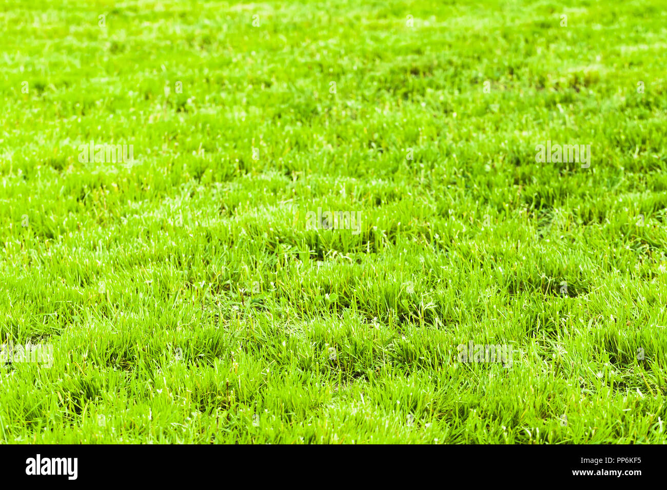 Fond d'herbe fraîche vert vif, macro photo avec mise au point sélective. Tronquée des pelouses en été journée ensoleillée Banque D'Images