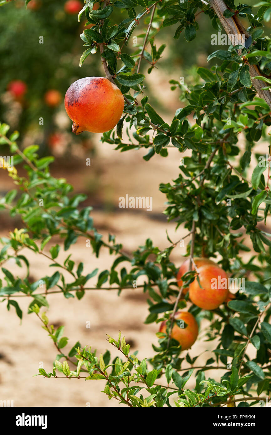 Close up of mûr et prêt à prendre sur la pendaison de pamplemousse bush. Climat tropical, au sud de l'Espagne. Banque D'Images