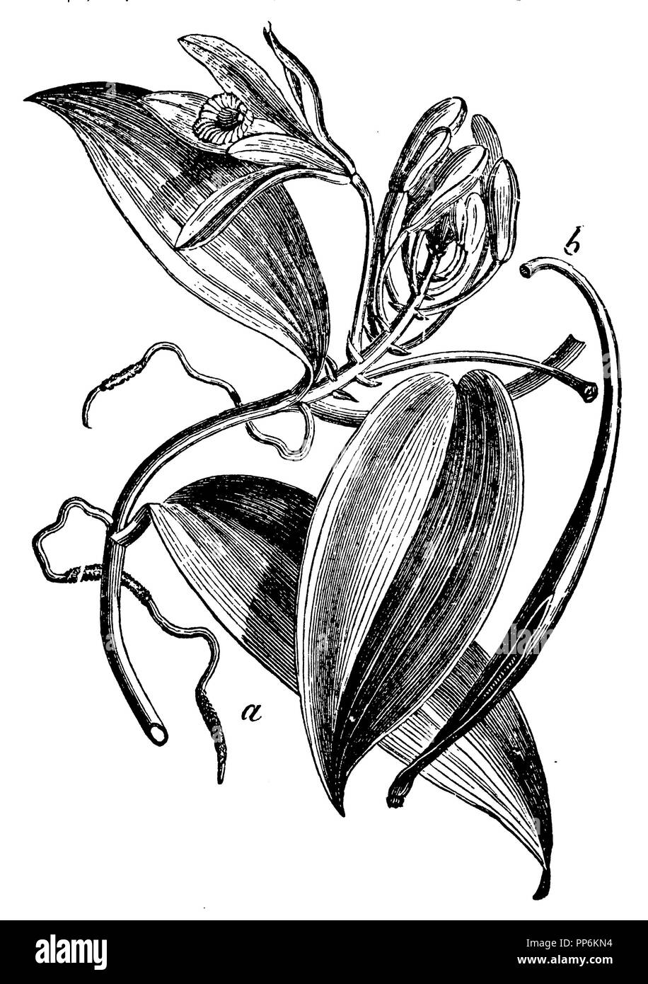 <Vanille Vanilla planifolia >, 1898 Banque D'Images