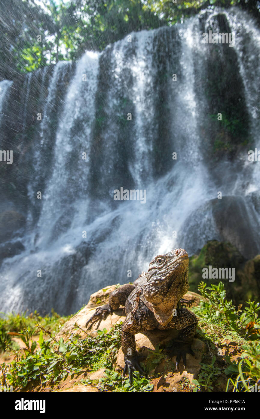 Iguane dans la forêt à côté d'une chute d'eau. Nom scientifique : Cyclura nubila, iguane rock cubain , également connu sous le nom de l'iguane de Cuba. Chute dans un l Banque D'Images