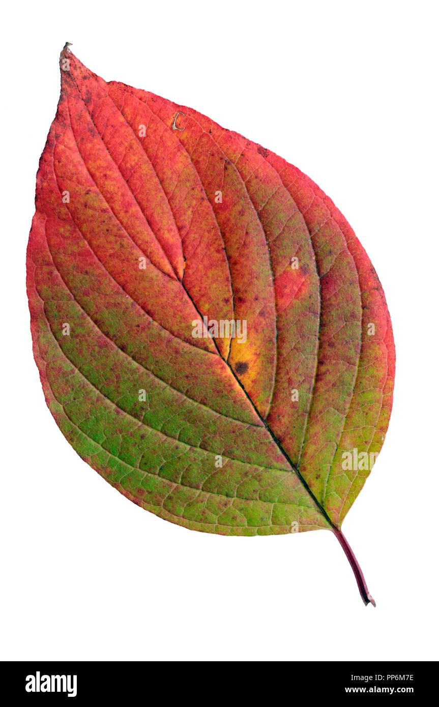 Sibérie (Cornus alba) feuille en couleurs de l'automne. Isolé sur fond blanc. Banque D'Images