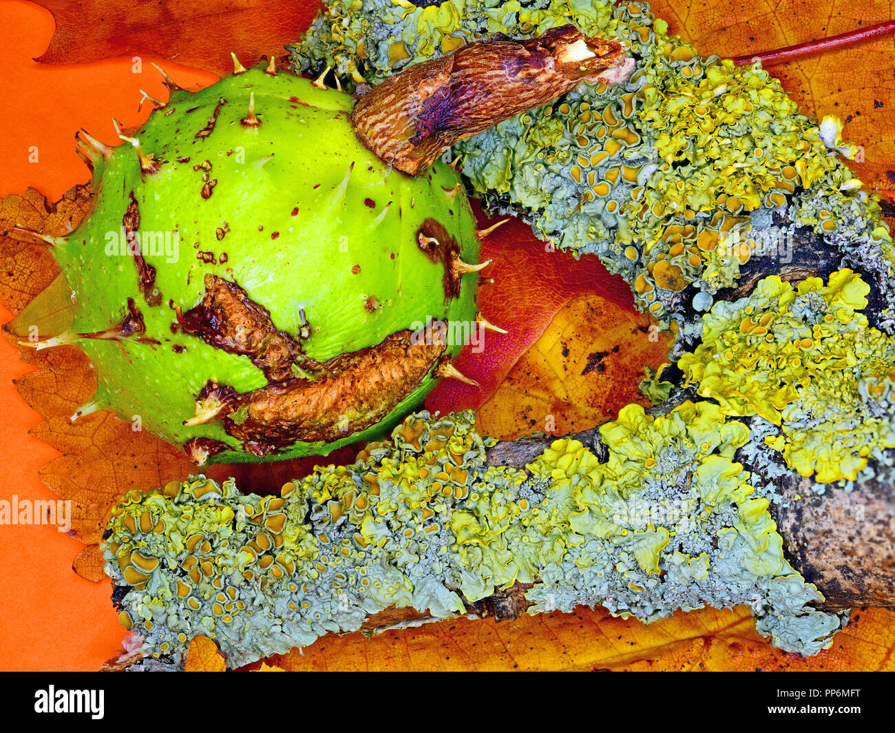 Conker marronnier au milieu les feuilles d'automne avec les pucerons et autres insectes Banque D'Images