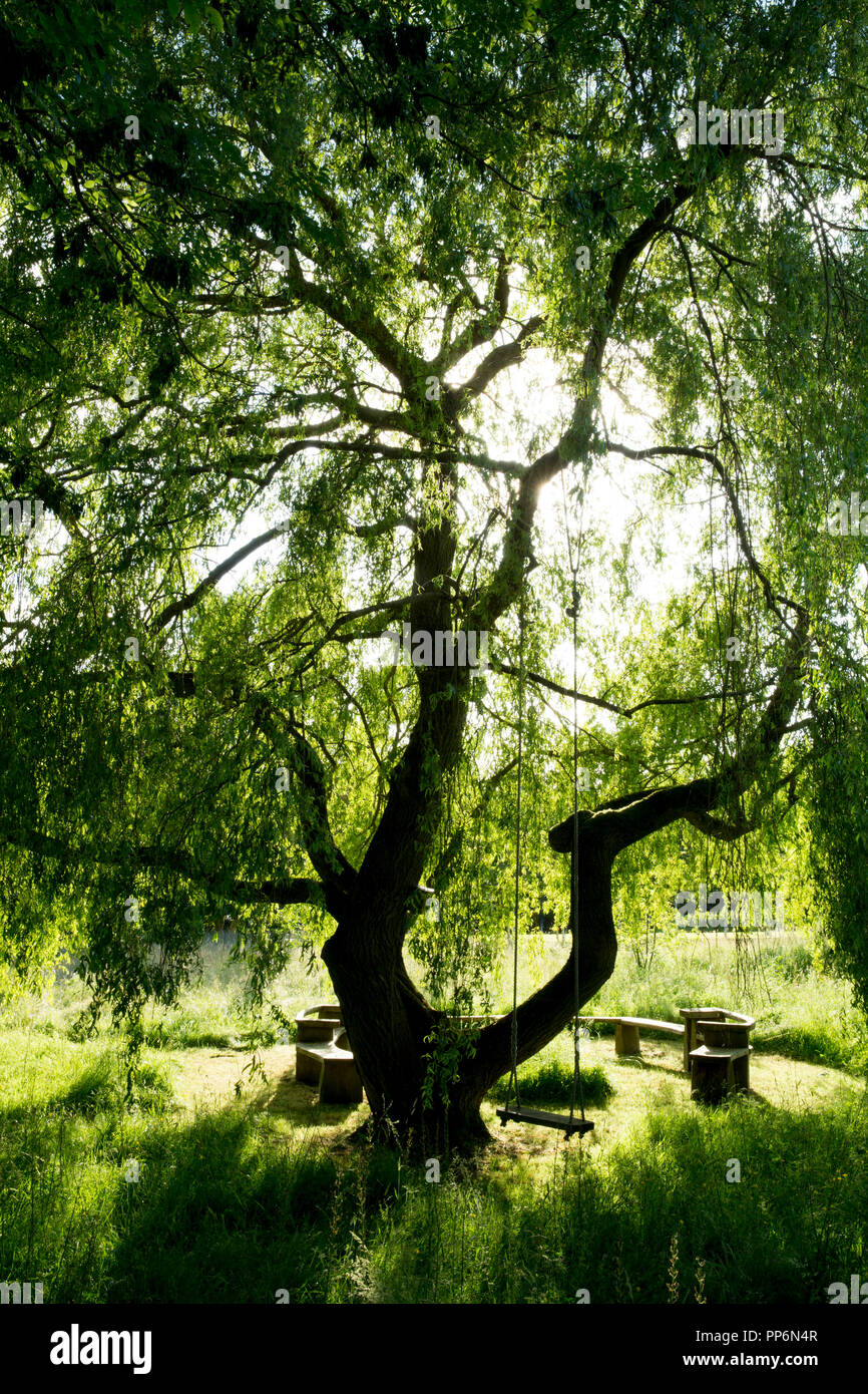 Banc et table en plein air sous un grand arbre de saule avec swing suspendu à une branche. Banque D'Images
