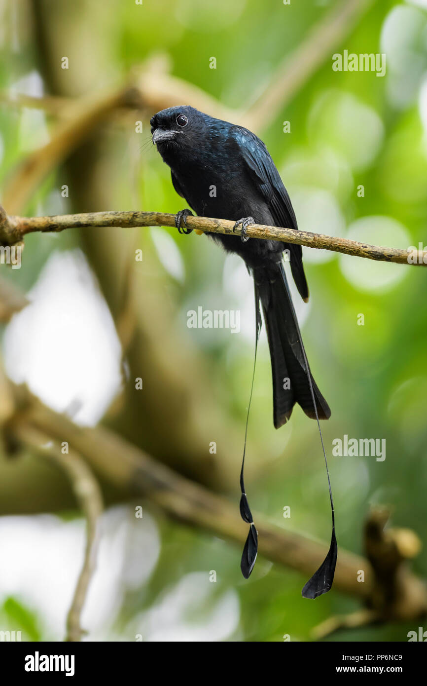 Plus de racket-tailed Drongo - Dicrurus paradiseus, oiseau percheur noir emblématique de l'Asie du Sud les forêts et les terres boisées. Banque D'Images