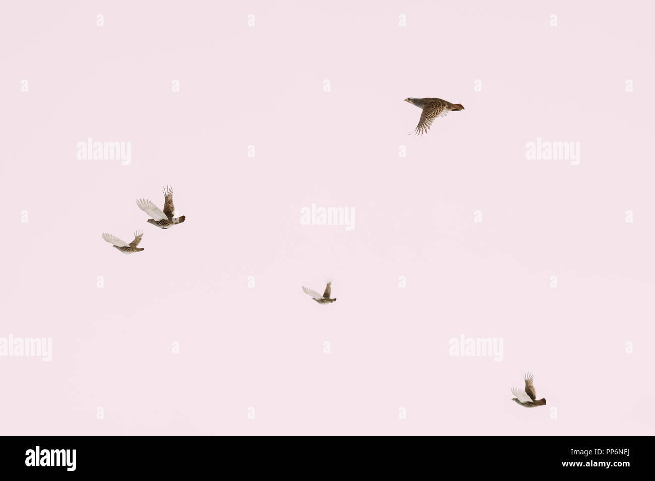 Le Bélarus. Groupe d'oiseaux sauvages Perdix perdrix ou vrai volant dans Ciel d'hiver. Banque D'Images