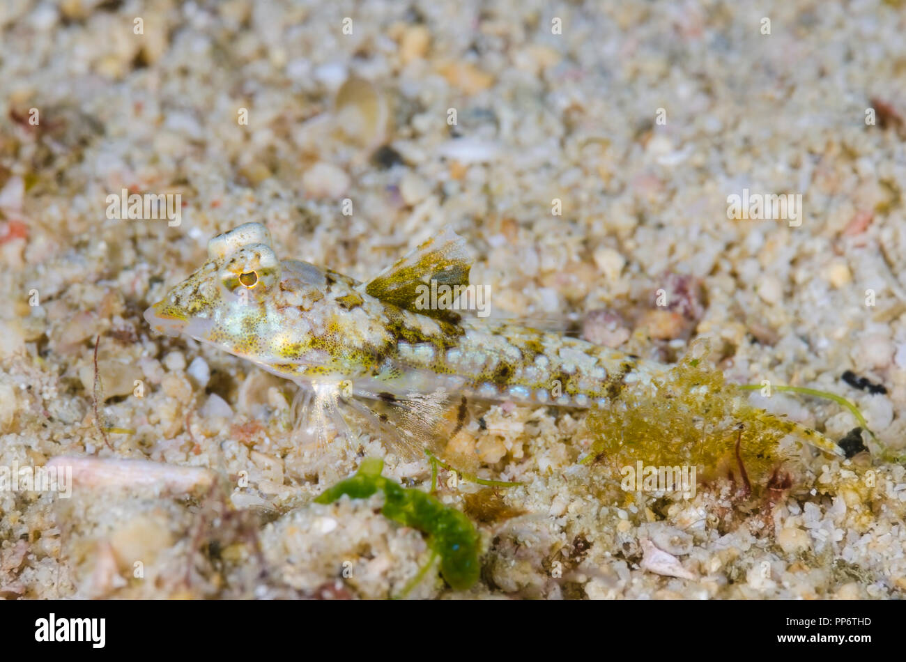 Femme Blotchfin dragonet, Callionymus filamentosus, Puerto Galera, Mindoro oriental, Philippines, Pacifique Banque D'Images