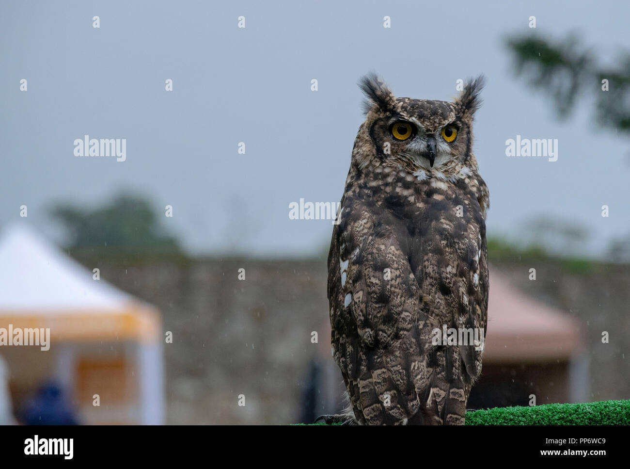 African Spotted Eagle Owl Banque D'Images