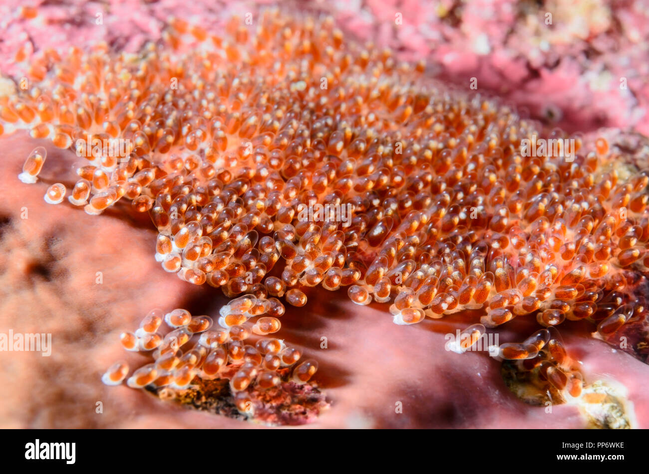 Oeufs de poisson clown Orange, Amphiprion sandaracinos, Verde Island, Batangas, Philippines, Pacifique Banque D'Images