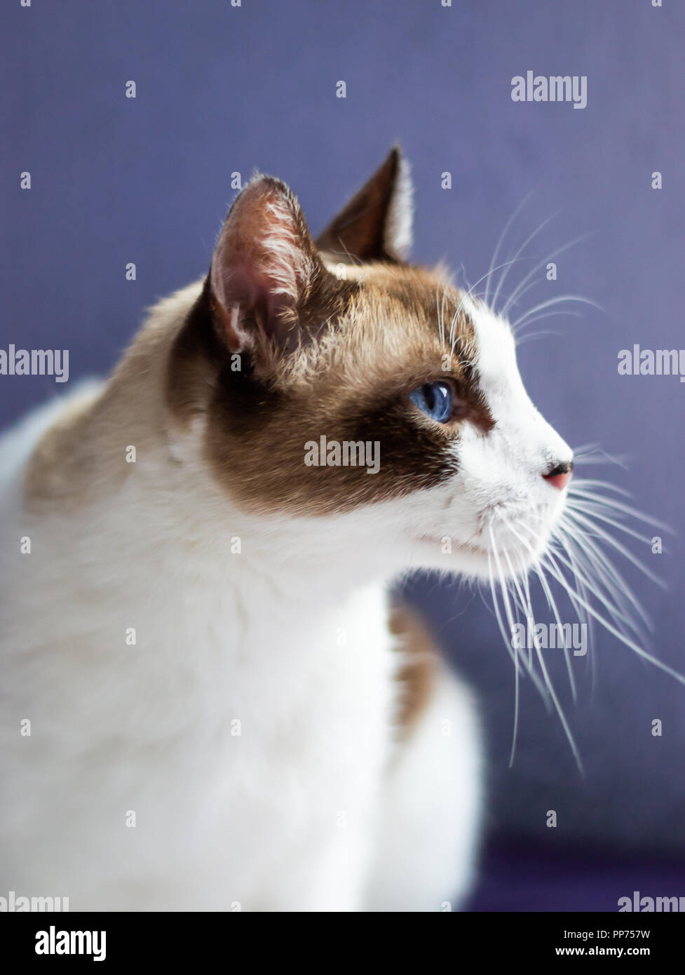 Profil De Chat De Raquettes Photo Stock Alamy Profil De Chat De Raquettes Photo Stock Alamy