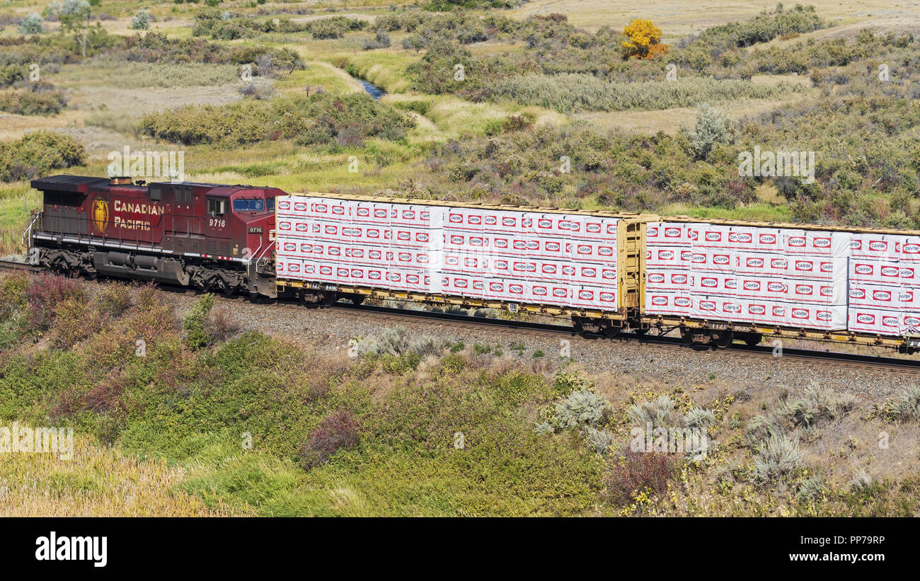 Medicine Hat, Alberta, Canada. Sep 6, 2018. Un train de marchandises du chemin de fer Canadien Pacifique, y compris les wagons avec Canfor bois d'oeuvre, se déplace le long des voies près de Medicine Hat, en Alberta. Credit : Bayne Stanley/ZUMA/Alamy Fil Live News Banque D'Images