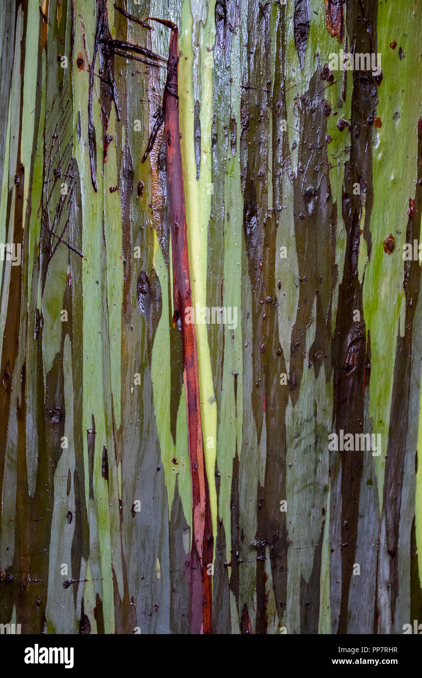 L'écorce des arbres Eucalyptus peint Close Up de bandes dans rouge vert gris et marron Banque D'Images L'écorce des arbres Eucalyptus peint Close Up de bandes dans rouge vert gris et marron Banque D'Images