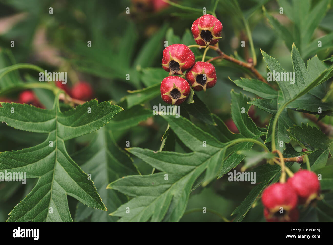 fruit de l aubépine en 7 lettres