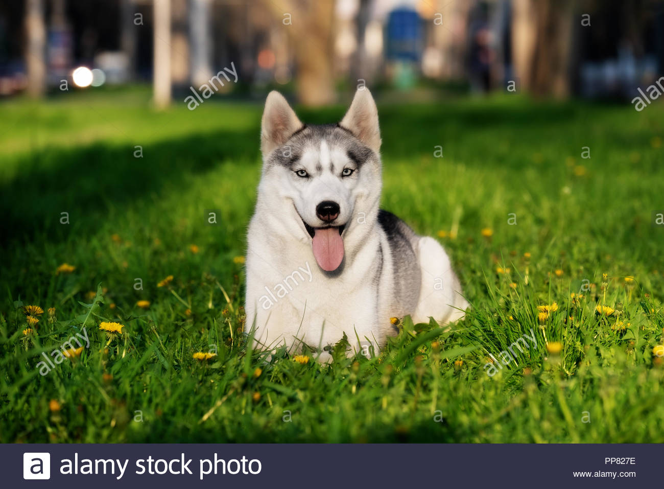 Un Husky Sibérien Est Couchée Sur Lherbe Au Parc De La