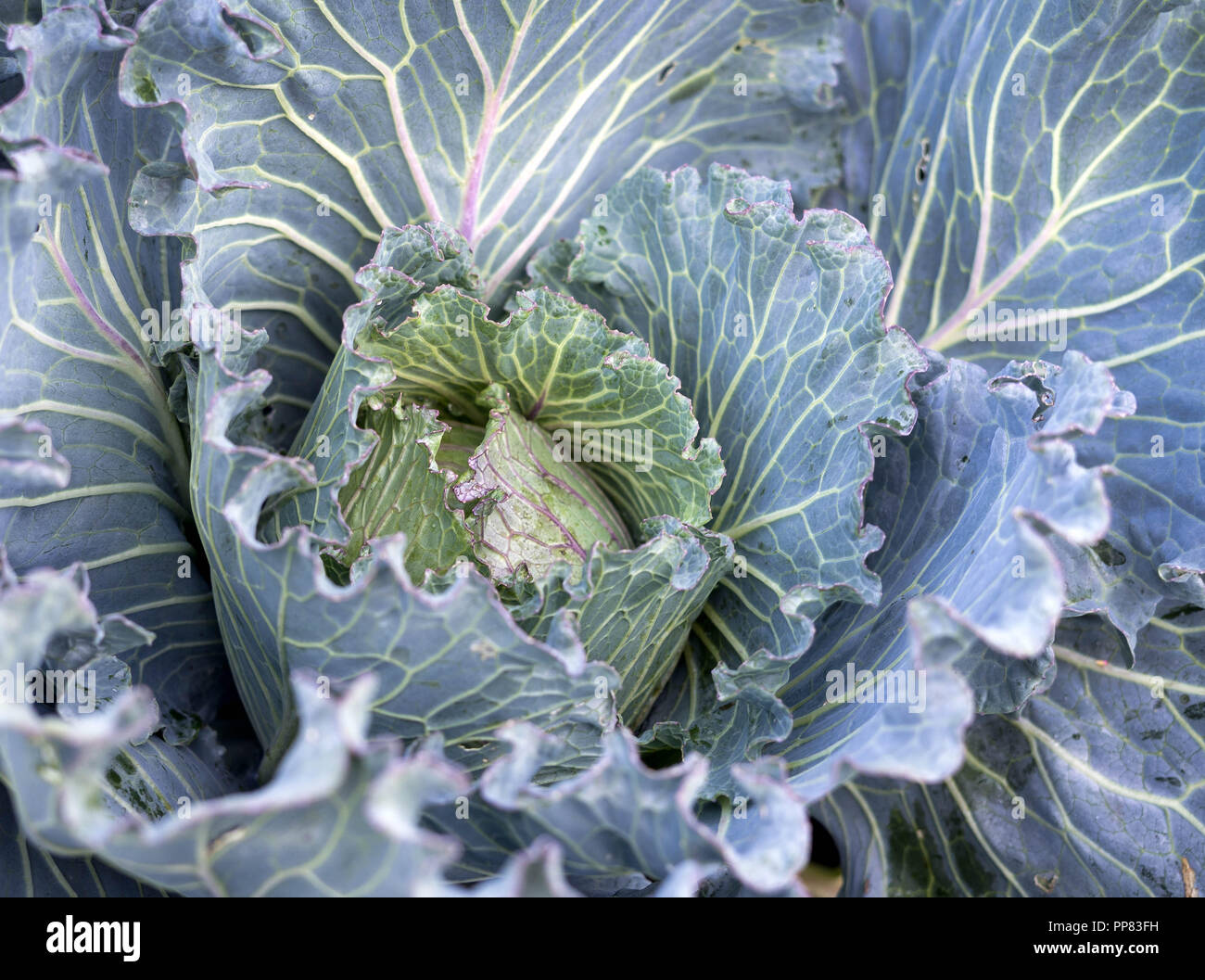 Un beau chou d'été bio cultivés dans une ferme de l'Oregon. Idéal pour une utilisation dans la choucroute. Banque D'Images