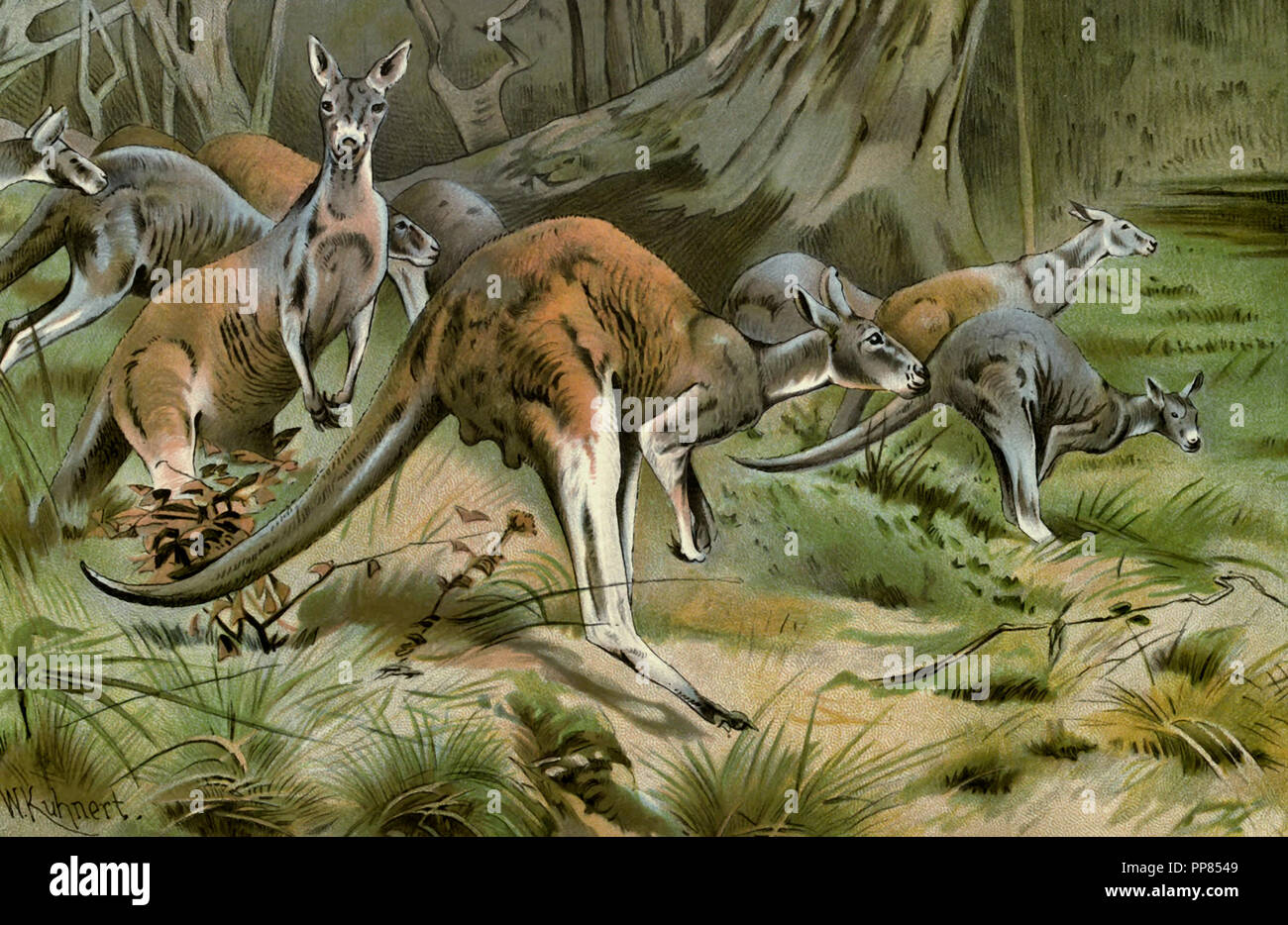 Le kangourou rouge, circa 1900 Banque D'Images