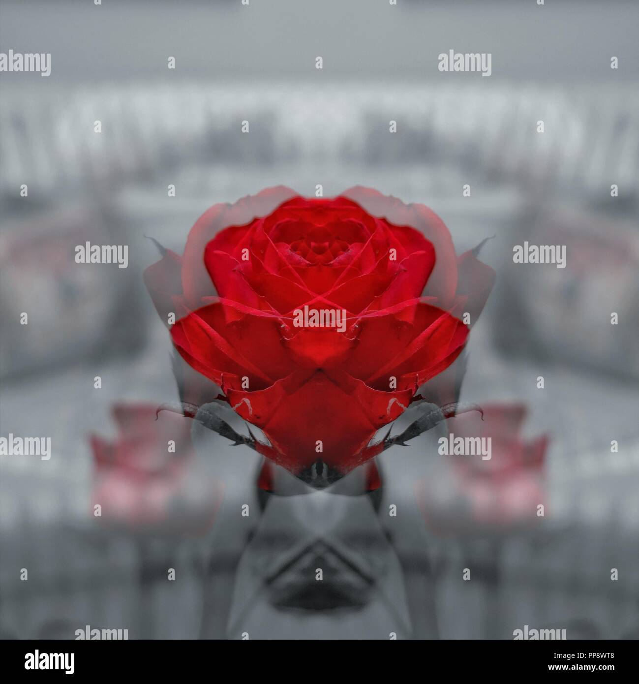 Abstract, red rose. Banque D'Images