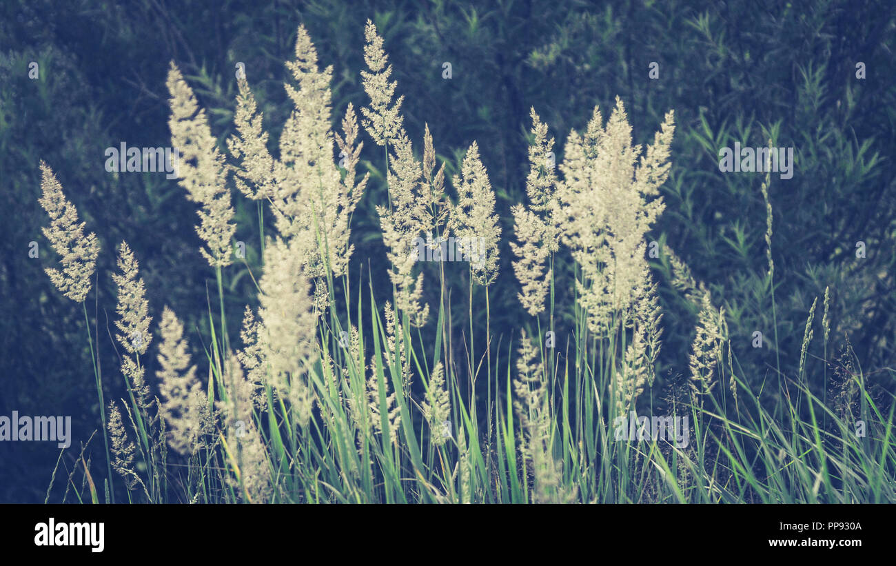 Texture de fond Illustration concept : les hautes herbes dans la lumière du matin, couleurs fanées Banque D'Images