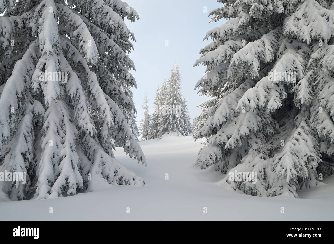 Forêt d'hiver. Sapins dans la neige. Paysage de Noël. Carpates, l'Ukraine, l'Europe Banque D'Images