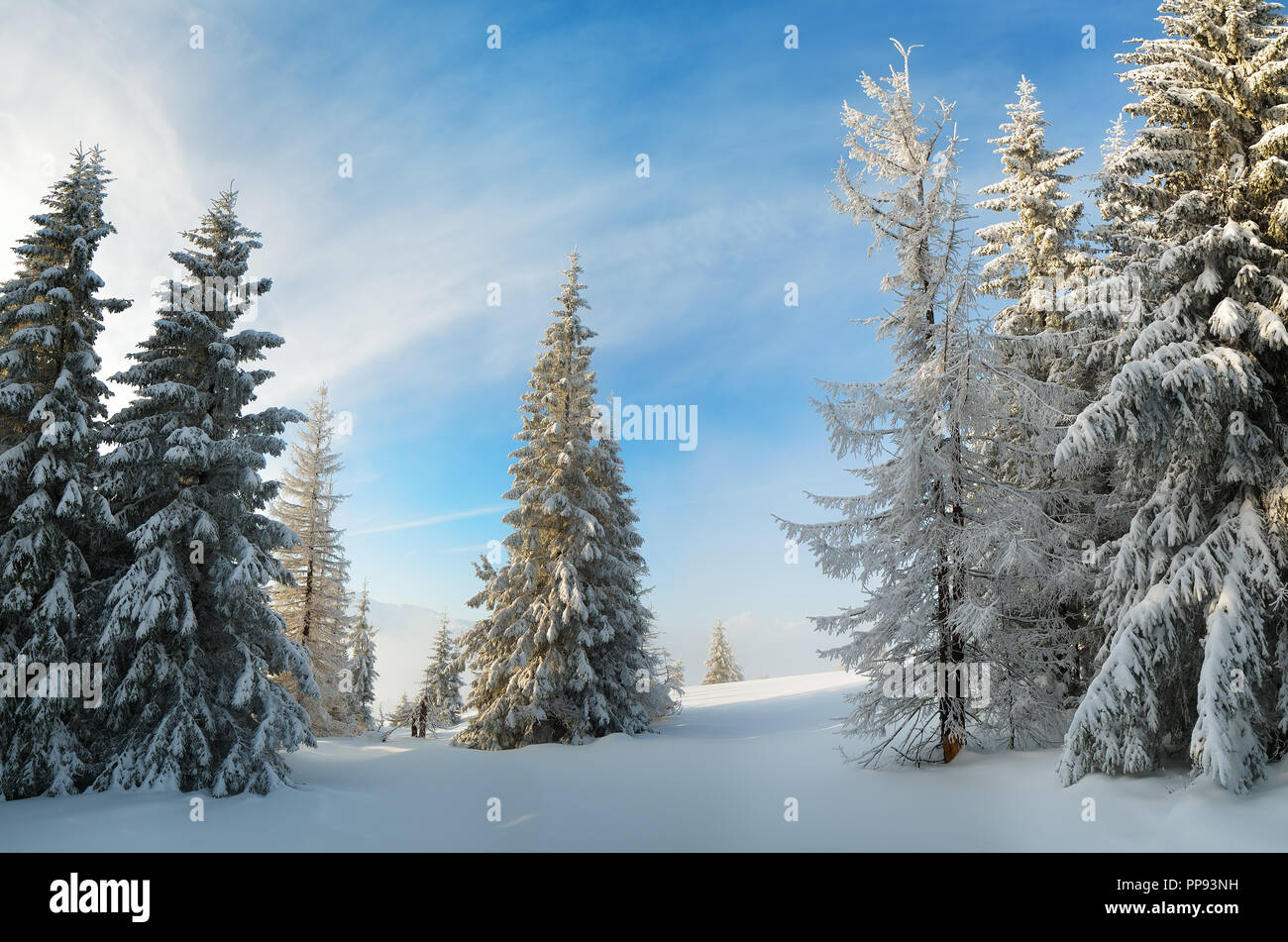 La forêt de conifères en hiver. Vue de Noël Banque D'Images