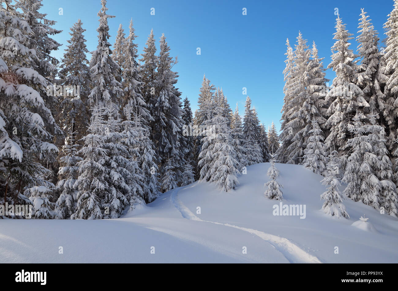 Paysage d'hiver avec un chemin dans la neige dans les bois. La forêt de conifères dans une vallée de montagne. Carpates, Ukraine Banque D'Images