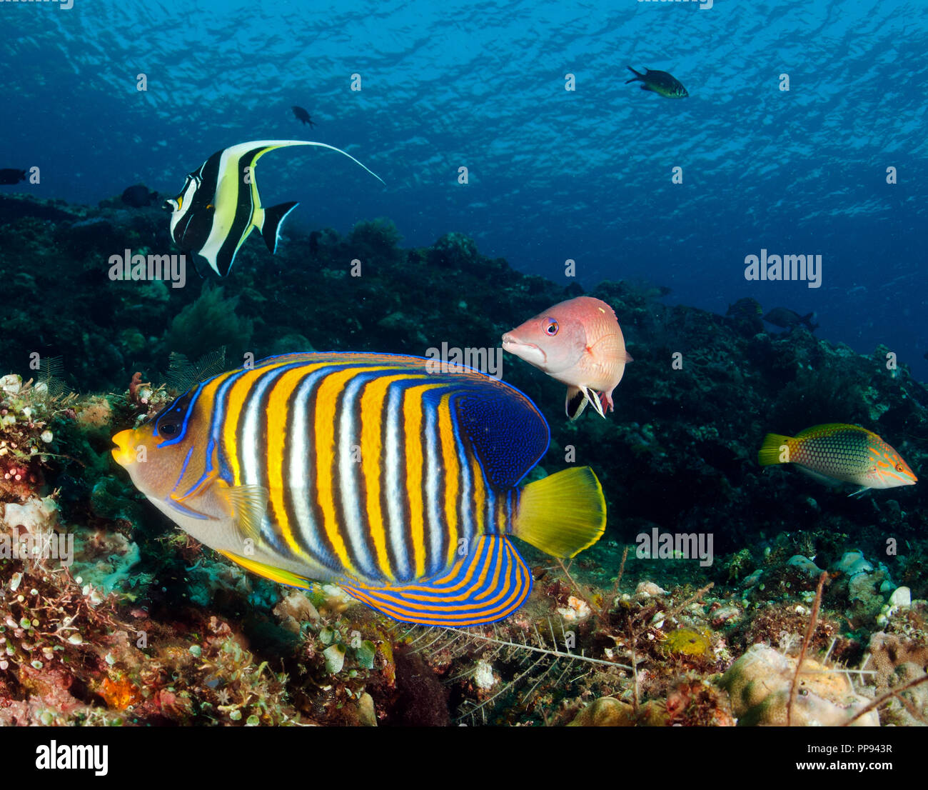 Reef scenic avec Pygoplites diacanthus Regal, poissons-anges, Tulamben Bali Indonesia. Banque D'Images