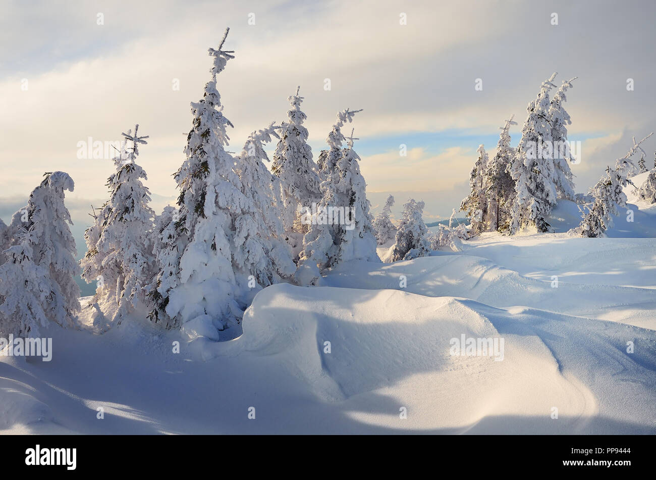 Paysage de Noël. Forêt d'hiver dans les montagnes. Sapin sous la neige.  Belle Neige Photo Stock - Alamy