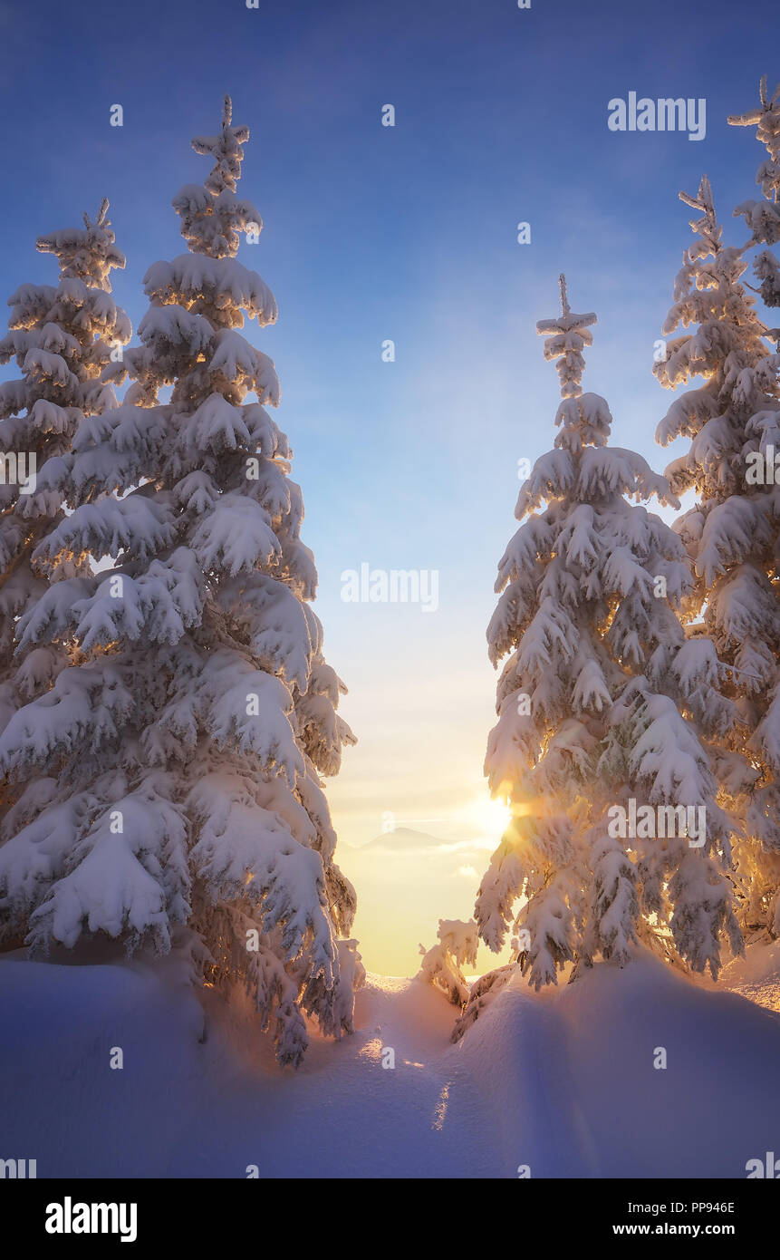 Sapins sous la neige. La forêt de montagne en hiver. Paysage de Noël. Carpates, l'Ukraine, l'Europe Banque D'Images