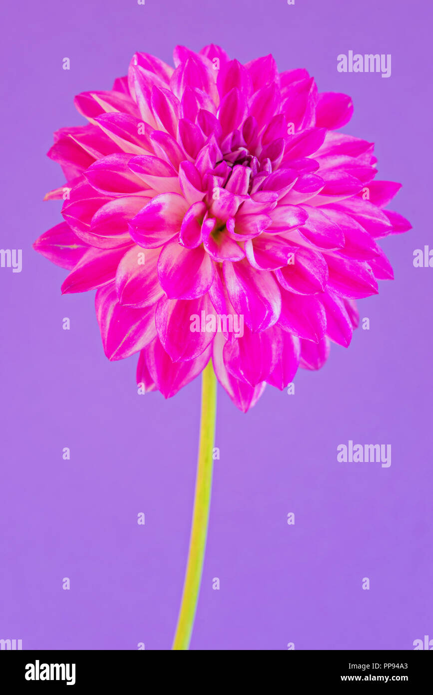 Image de la fleur dahlia sur fond violet Banque D'Images