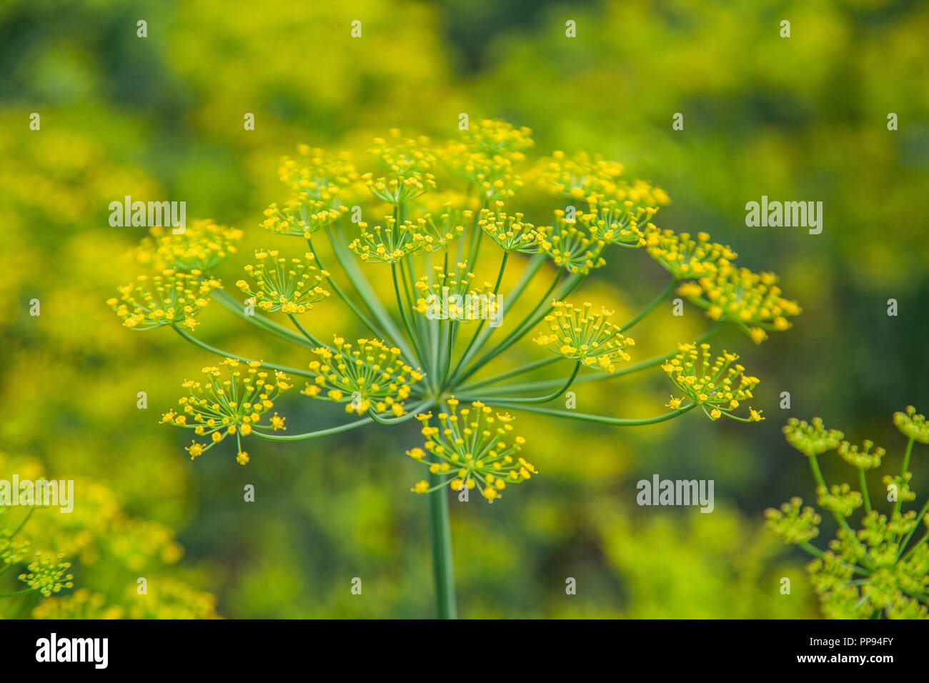 Graines de fenouil plantes sur le lit Banque D'Images