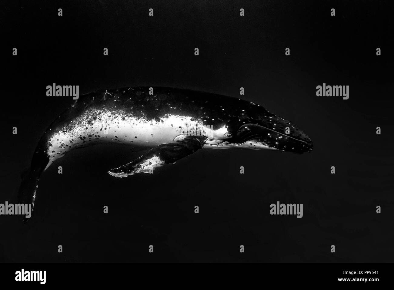Baleine à bosse sous l'eau dans l'océan pacifique Moorea Polynésie Française isolated on black Banque D'Images
