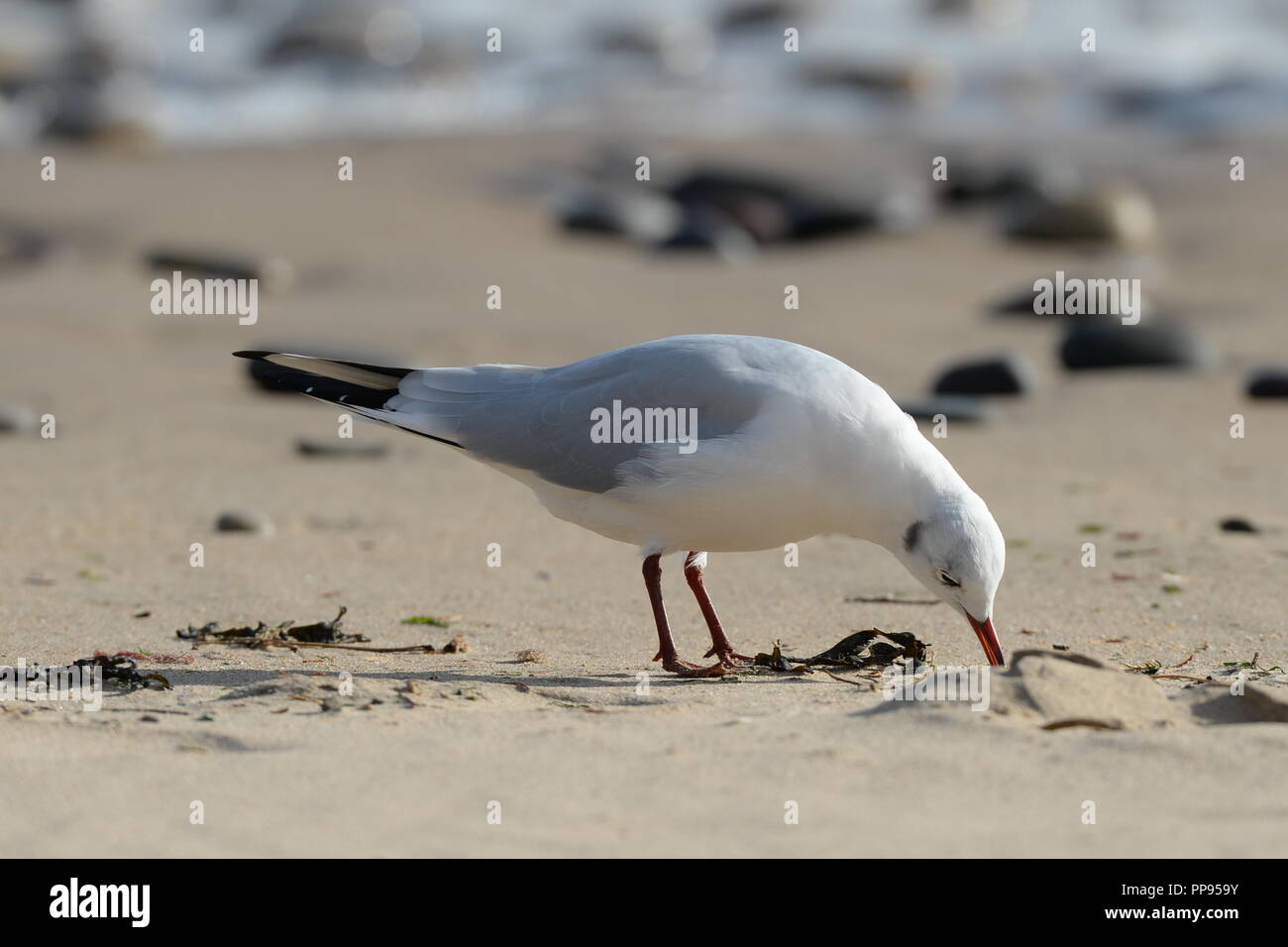 L'alimentation de goélands à marée haute sur la plage de sable avec des cailloux et surfez dans un arrière-plan d'une séquence de 4. Banque D'Images