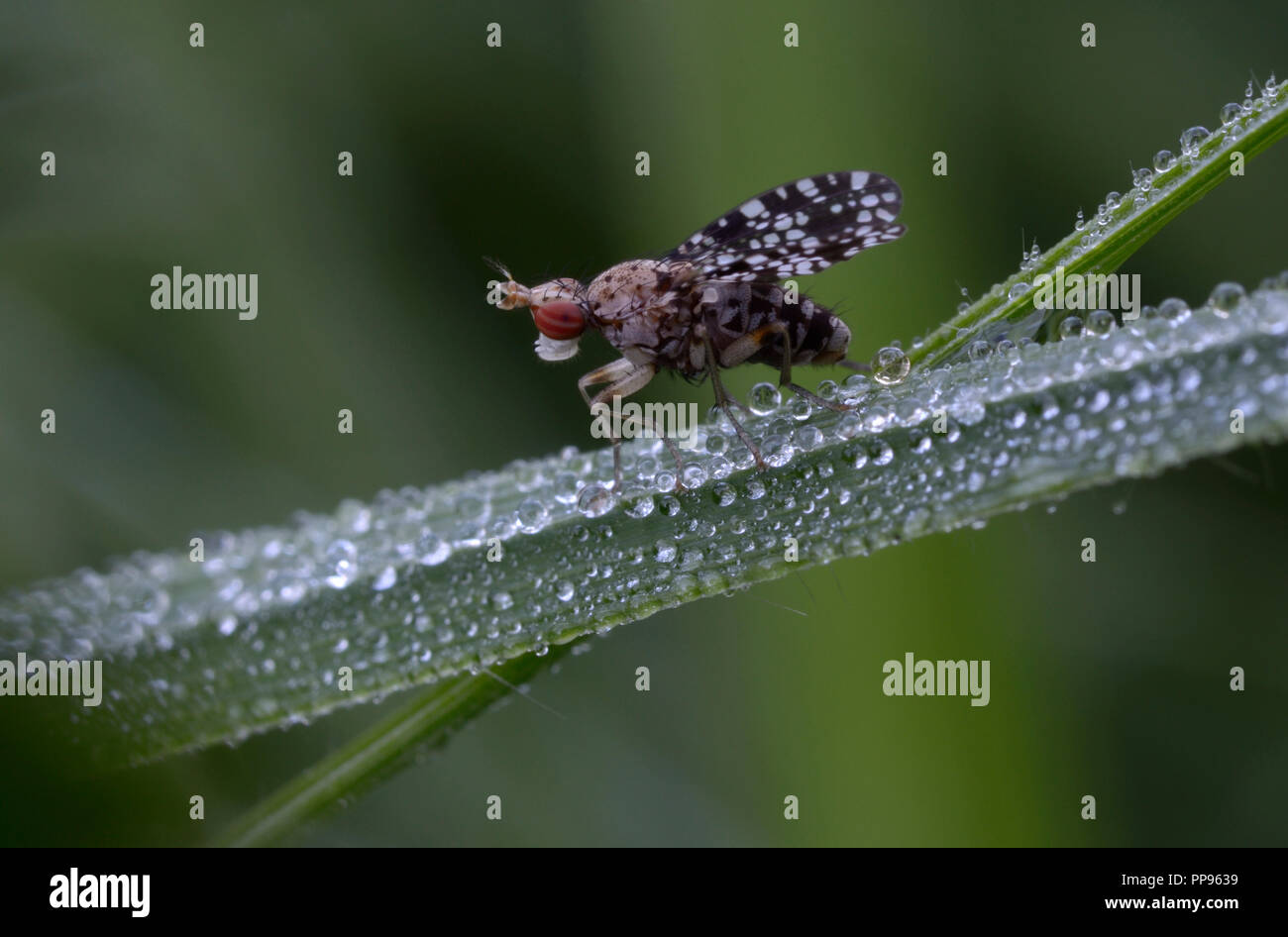 Petit fruit fly, Drosophilidae, assis sur une tige d'herbe humides de rosée devant un arrière-plan flou. Lugi, des Carpates, l'Ukraine, juin, 2018 Banque D'Images