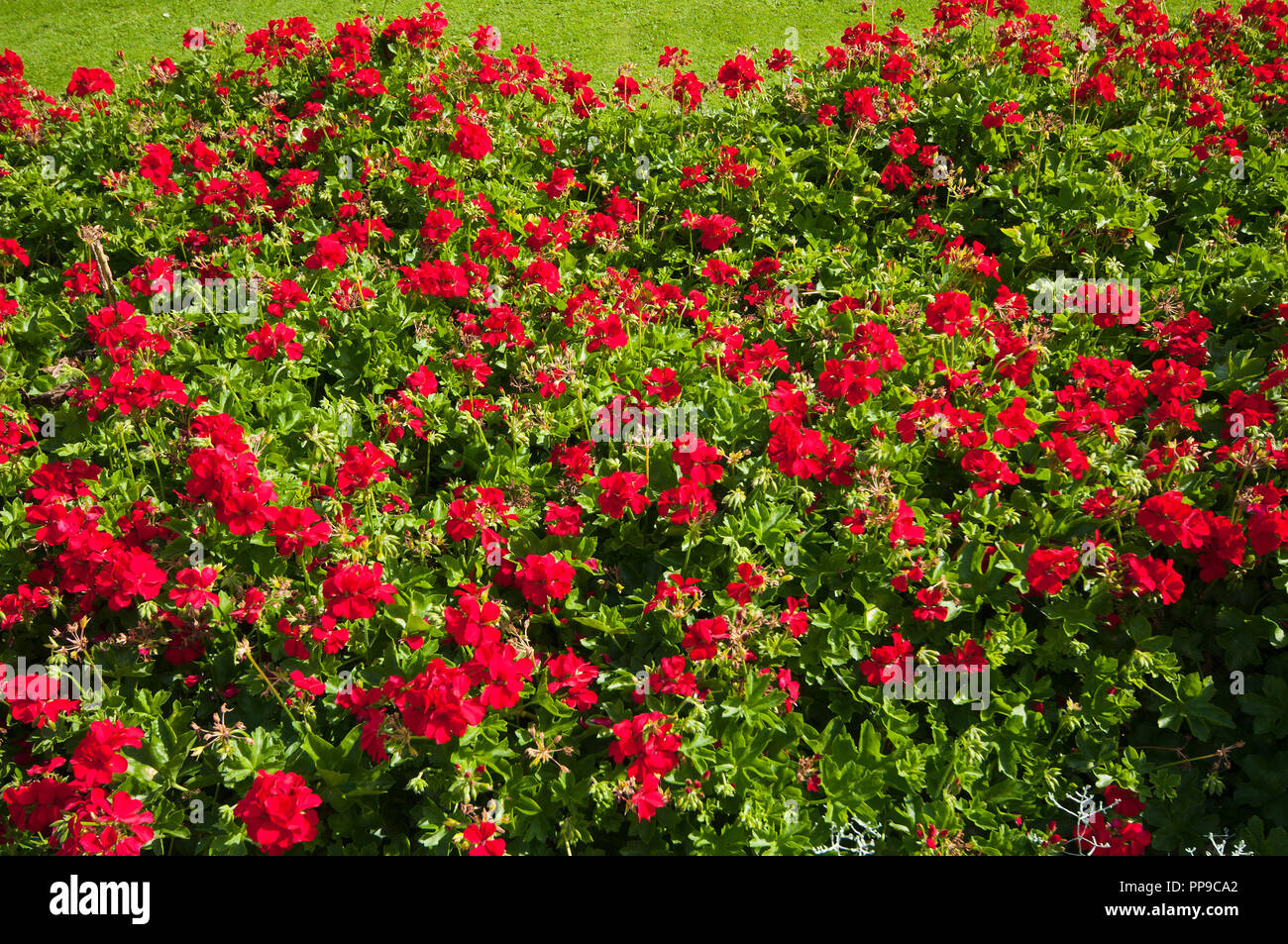 Un lit de fleurs de géranium Pelargonium rouge Banque D'Images