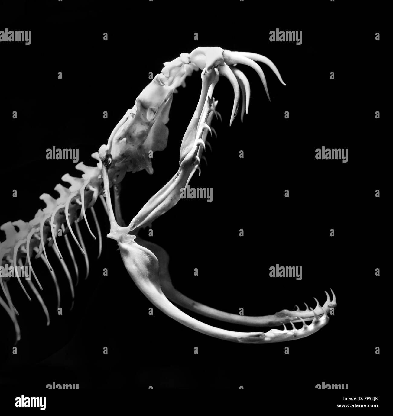 Le squelette d'un serpent venimeux Banque D'Images