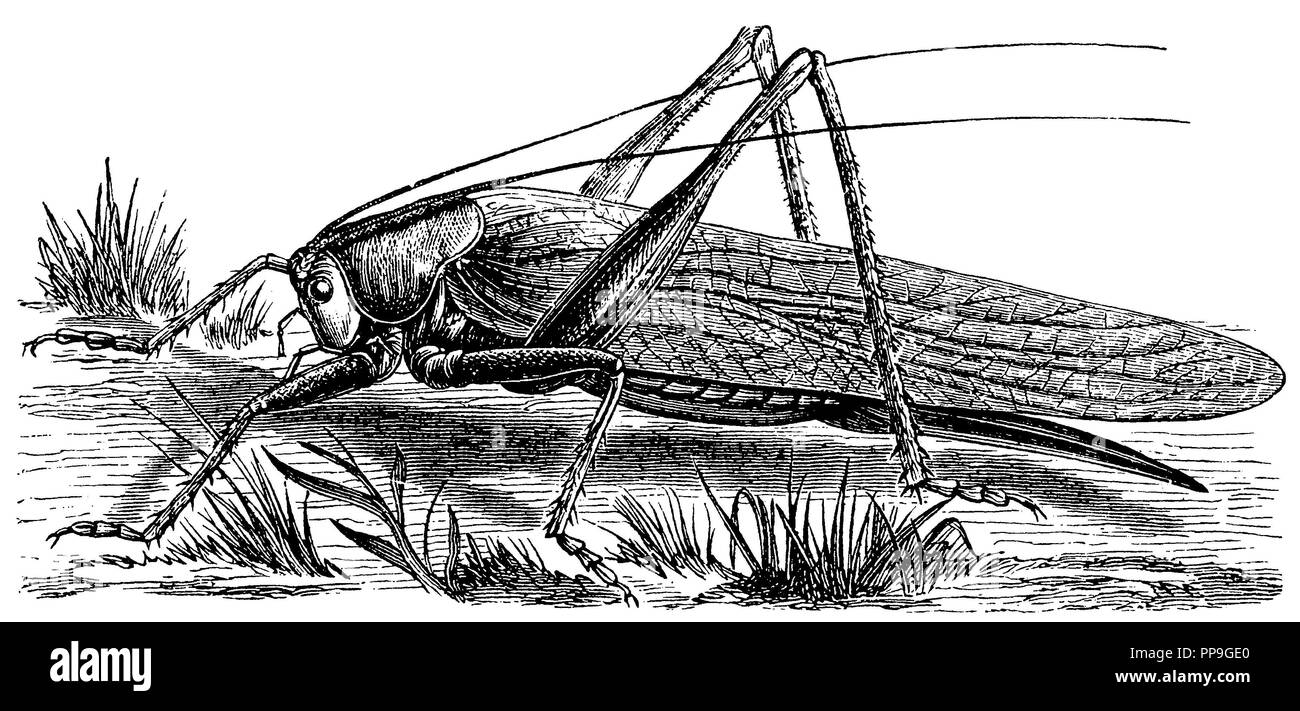 Sauterelle verte, grand cheval de foin, anonym 1889 Banque D'Images