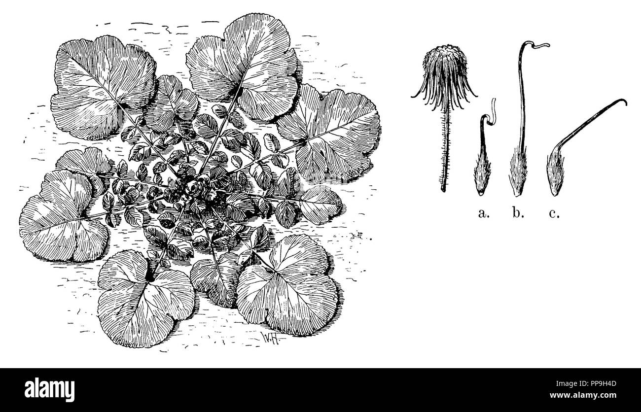 Racine de girofle, à gauche : rosette de feuilles en automne, a droite : stand de fruits, dont les parties basses se développent en crochets, W[modifier][H] eubach 1909 Banque D'Images