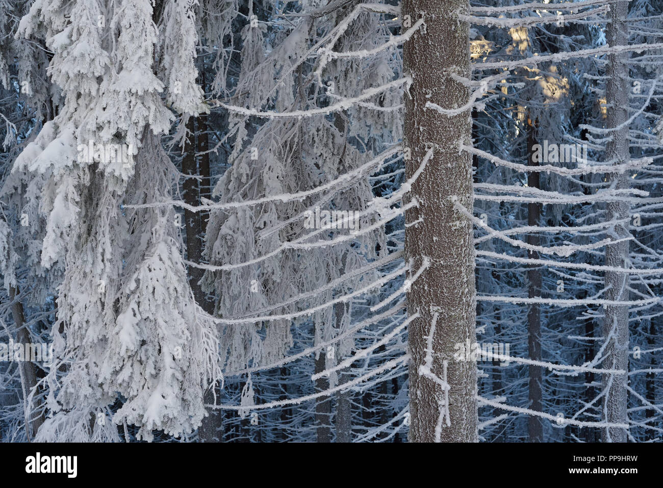 Forêt d'hiver. Sapins dans la neige. Beauté dans la nature Banque D'Images