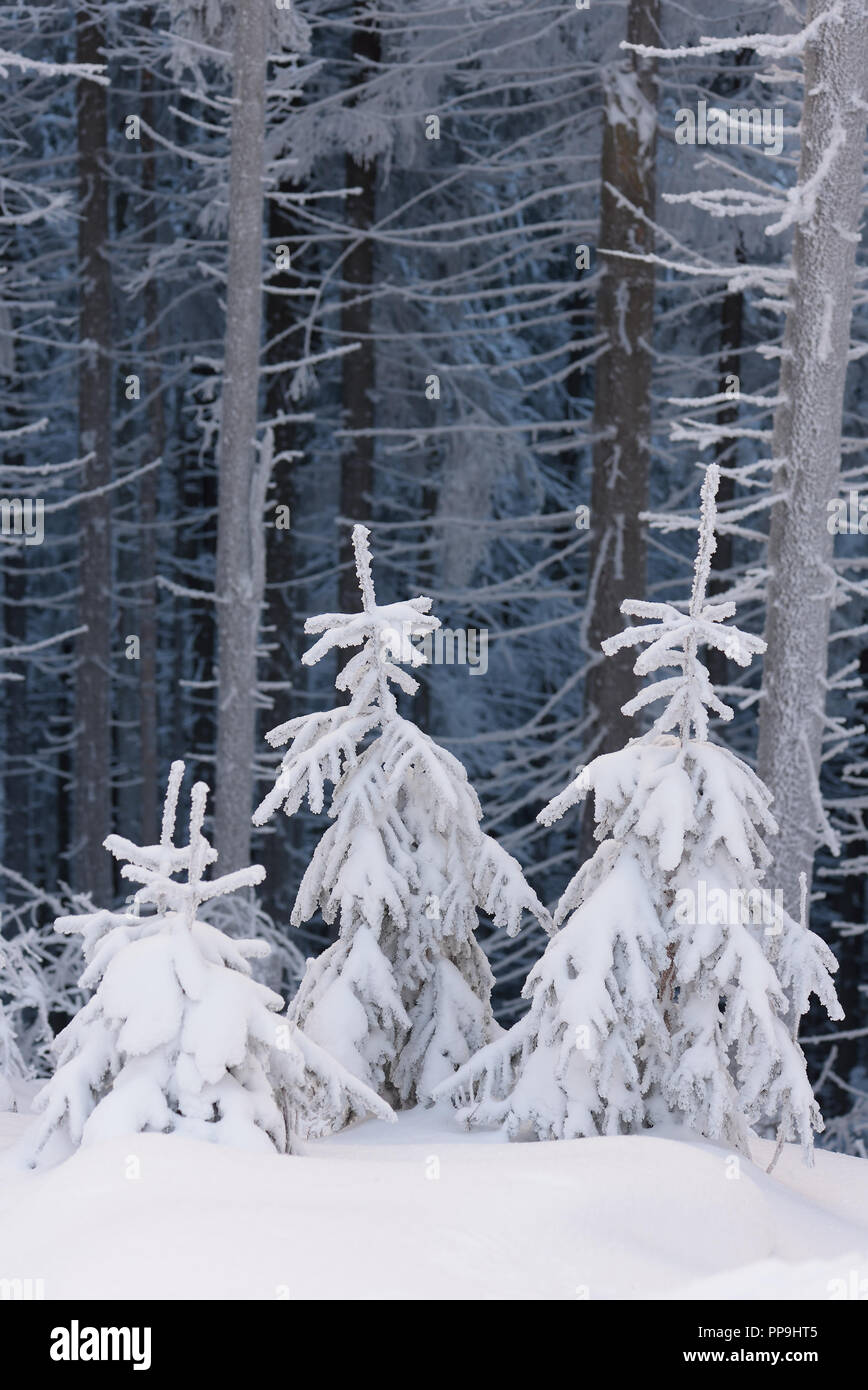 Sapin petit en forêt. Fabuleux paysage d'hiver. Arbres dans la neige. Beauté dans la nature Banque D'Images