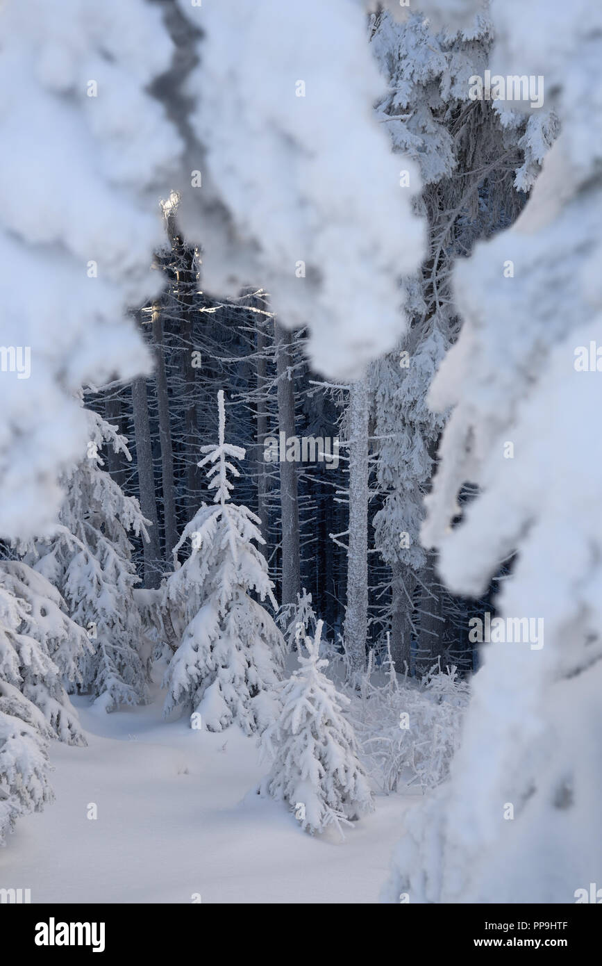 Forêt d'hiver. Sapins dans la neige. Vue de Noël Banque D'Images