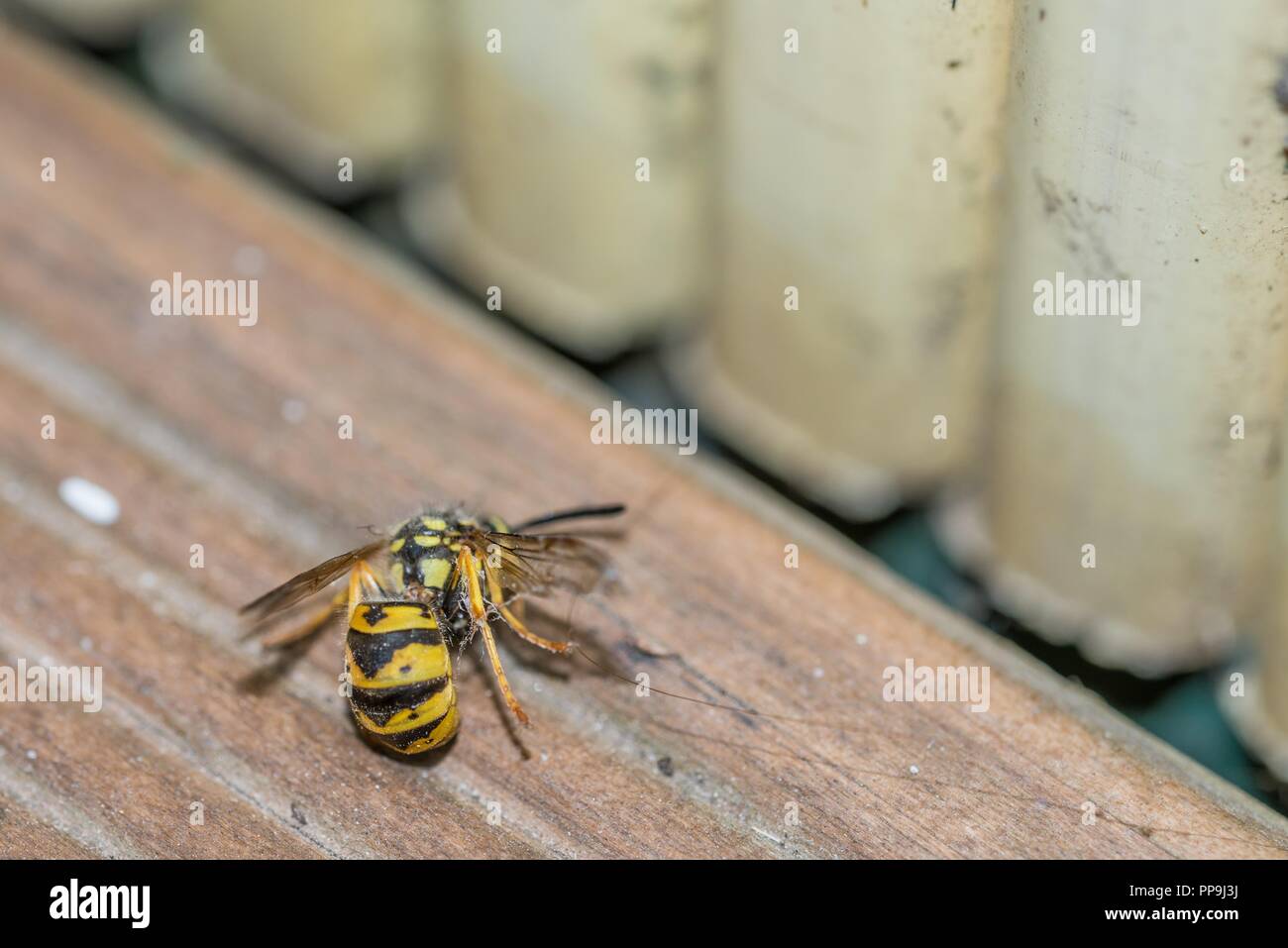 Une guêpe morte sur le plancher d'un balcon, Allemagne Banque D'Images