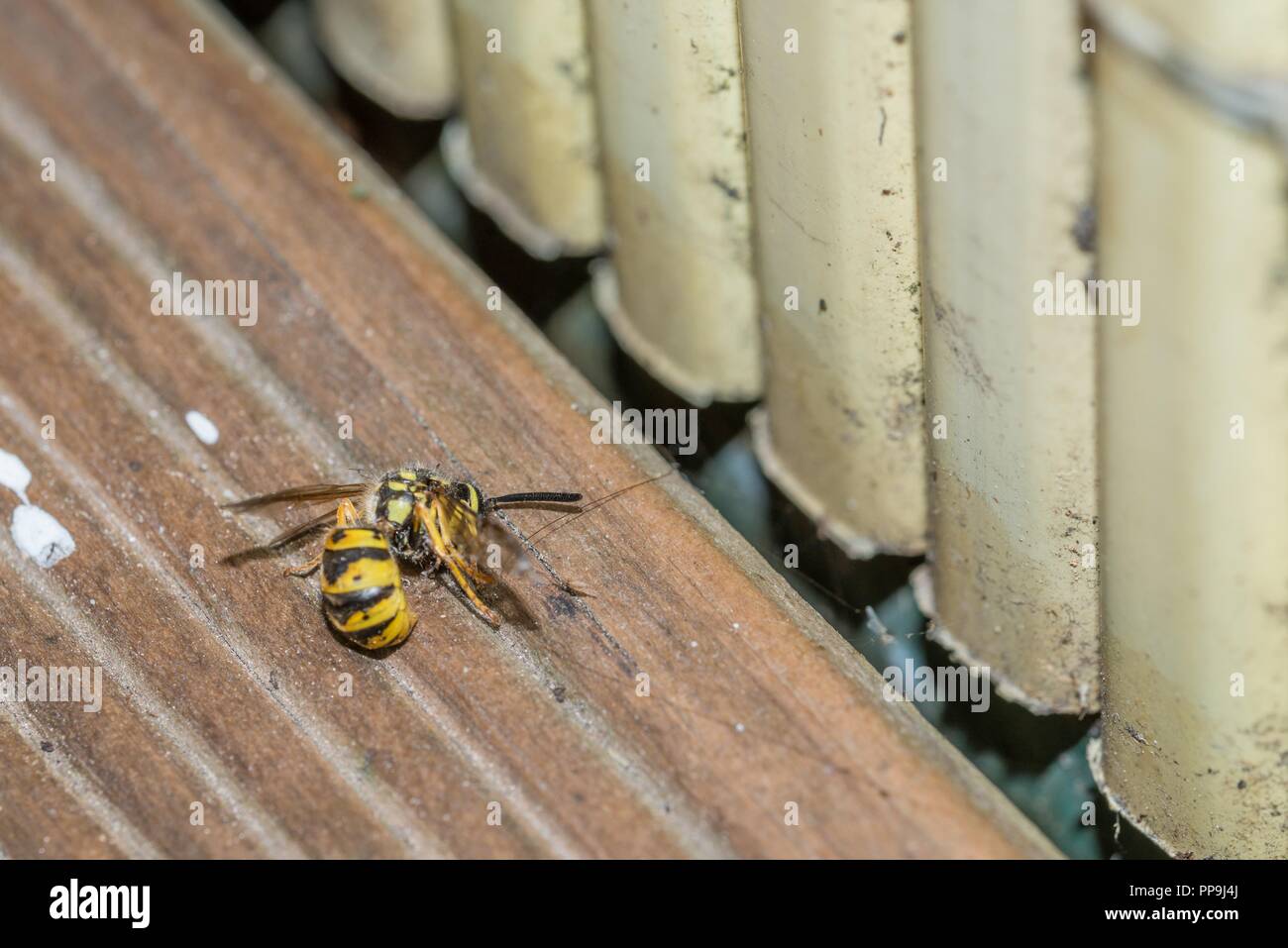 Une guêpe morte sur le plancher d'un balcon, Allemagne Banque D'Images